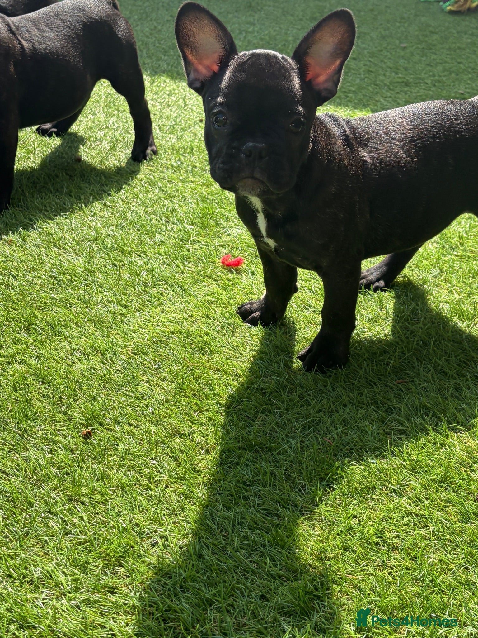 French Bulldog dogs French bulldog  - Advert 2