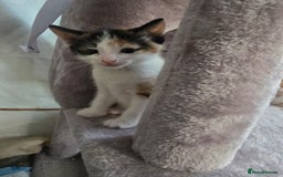 Mixed Breed cats for sale: Premium mixed breed kittens - Image 34