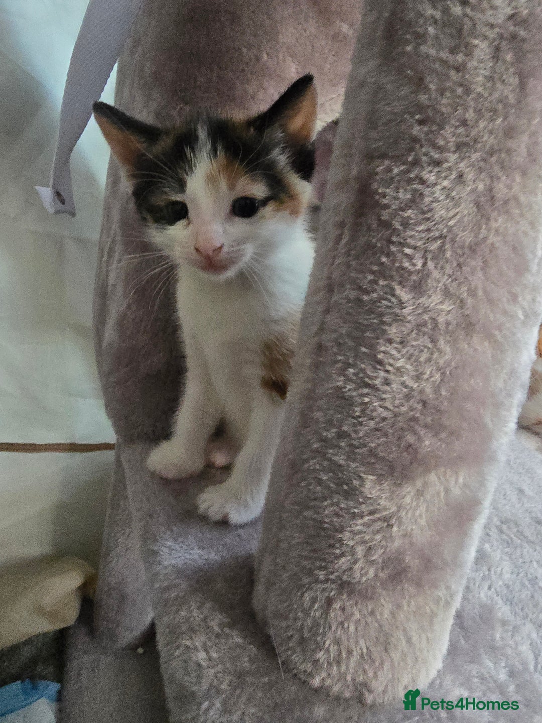Mixed Breed cats for sale: Premium mixed breed kittens - Image 34