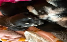 Mixed Breed dogs for sale: Froodle pups  - Image 19