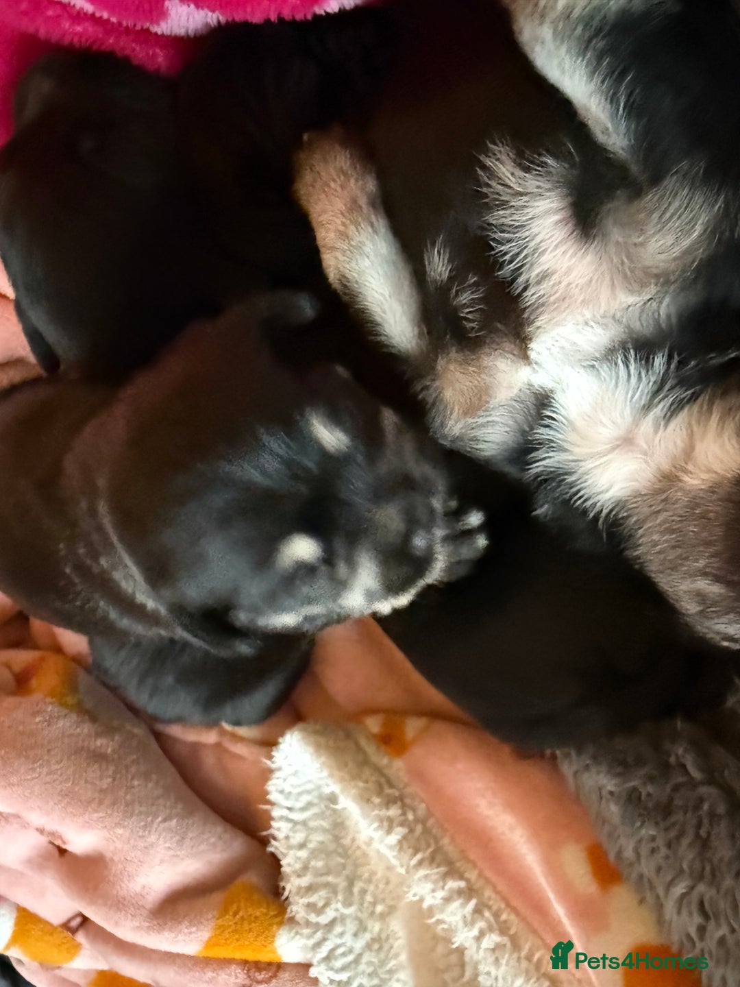 Mixed Breed dogs for sale: Froodle pups  - Image 19