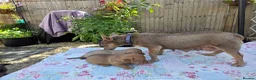 Jackshund dogs for sale: miniture jackadash - Advert 9