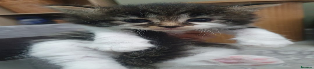 Mixed Breed Kitten 5