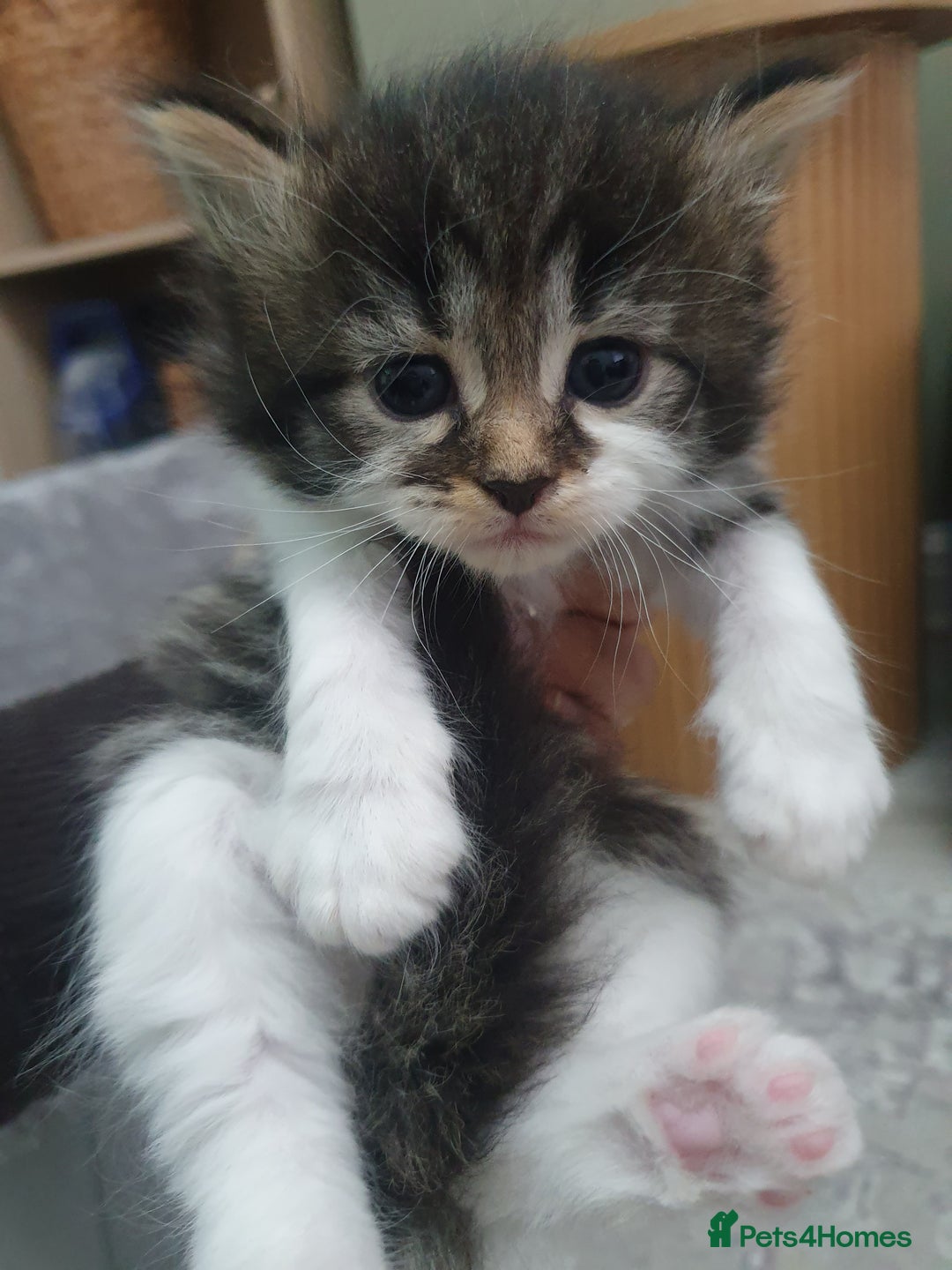 Mixed Breed cats for sale: Maincoon/ragdoll&Siberian kittens [price varies] - Image 10