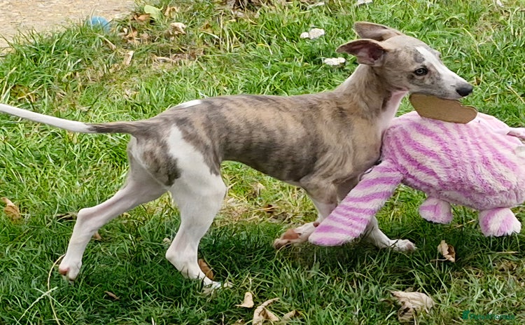 Whippet dogs - Advert 2