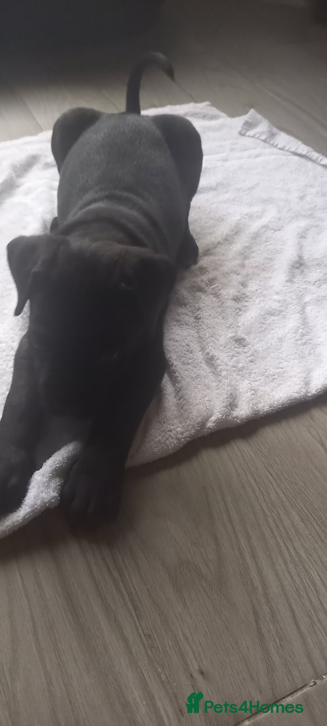 Cane Corso dogs for sale: ONE & ONLY UK LITTER DEL DYRIUM BLOOD LINES  🖤  - Advert 36