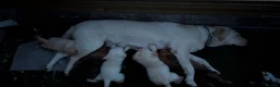 Labrador Retriever dogs for sale: Labrador Retriever amazing puppies to take home - Advert 9