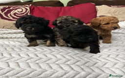 Toy Poodle dogs for sale: Beautiful Toy Poodle Puppies - Image 17