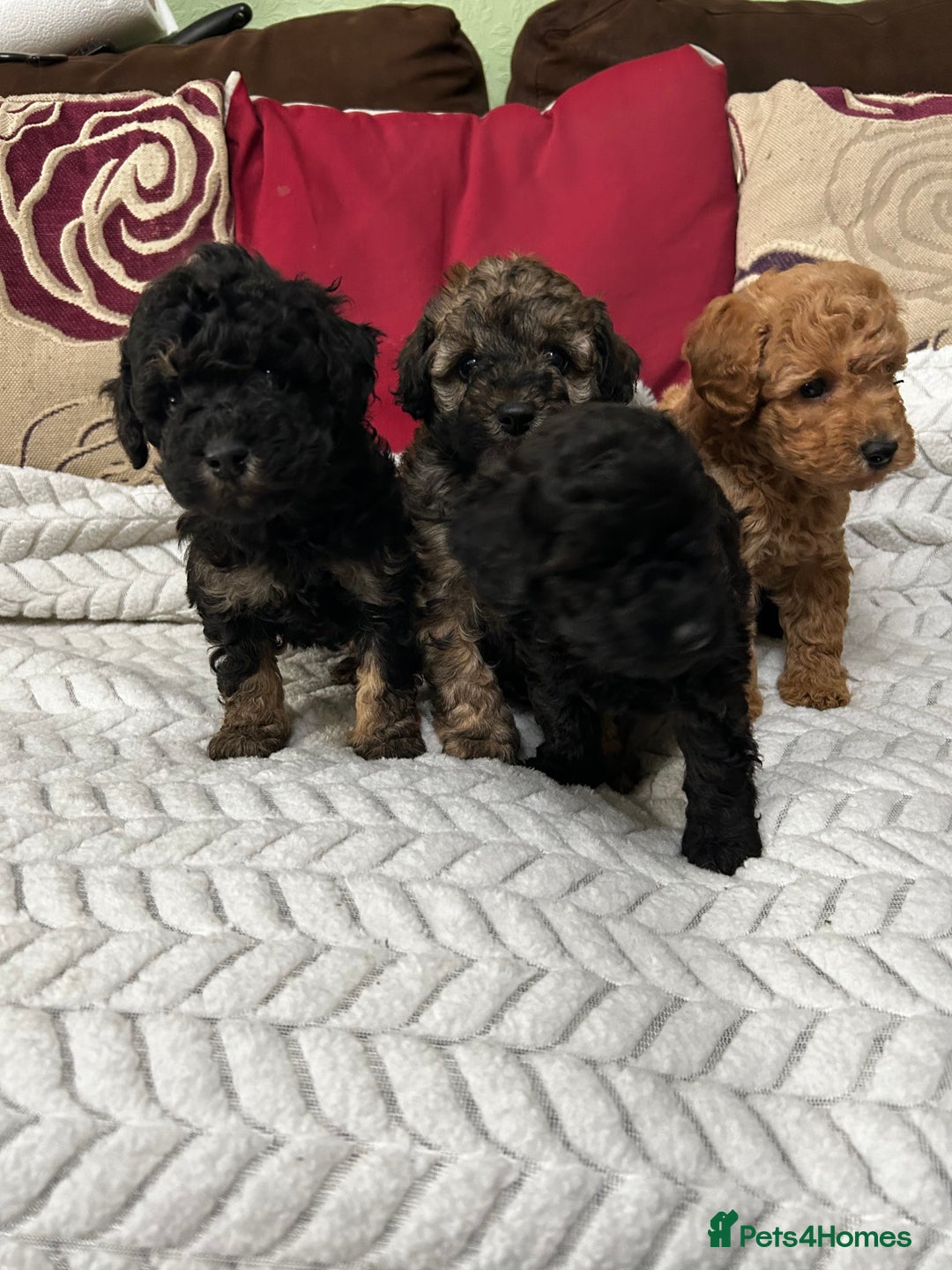 Toy Poodle dogs for sale: Beautiful Toy Poodle Puppies - Image 17