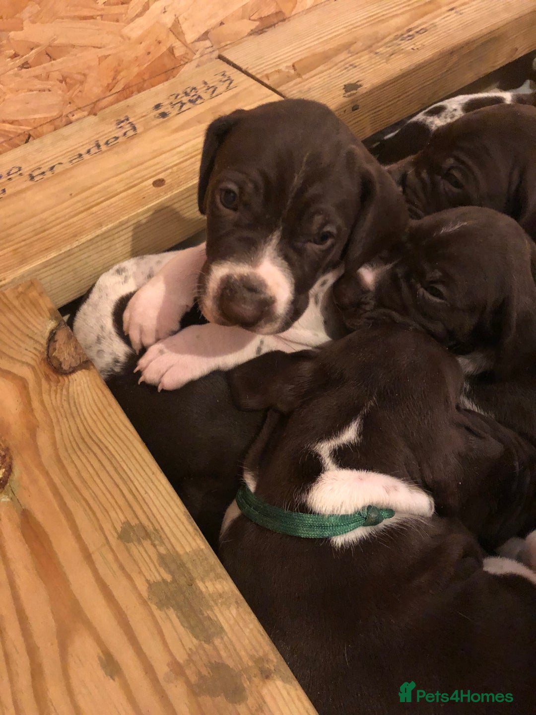 German Shorthaired Pointer dogs for sale: ALL RESERVED  - Advert 23