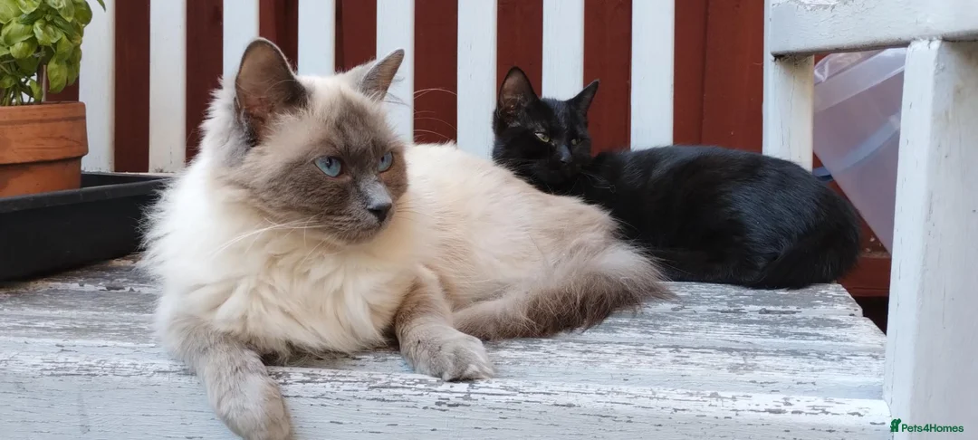 Mixed Breed cats for sale: Half Ragdoll kitten  in Ilford - Advert 3