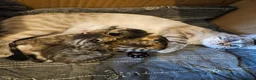 Mixed Breed cats for sale: Part bengal kittens. - Advert 2