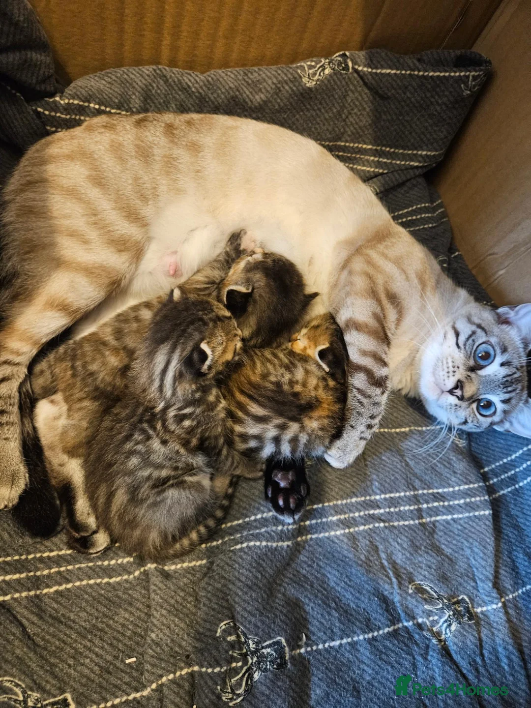 Mixed Breed cats for sale: Part bengal kittens. - Advert 2