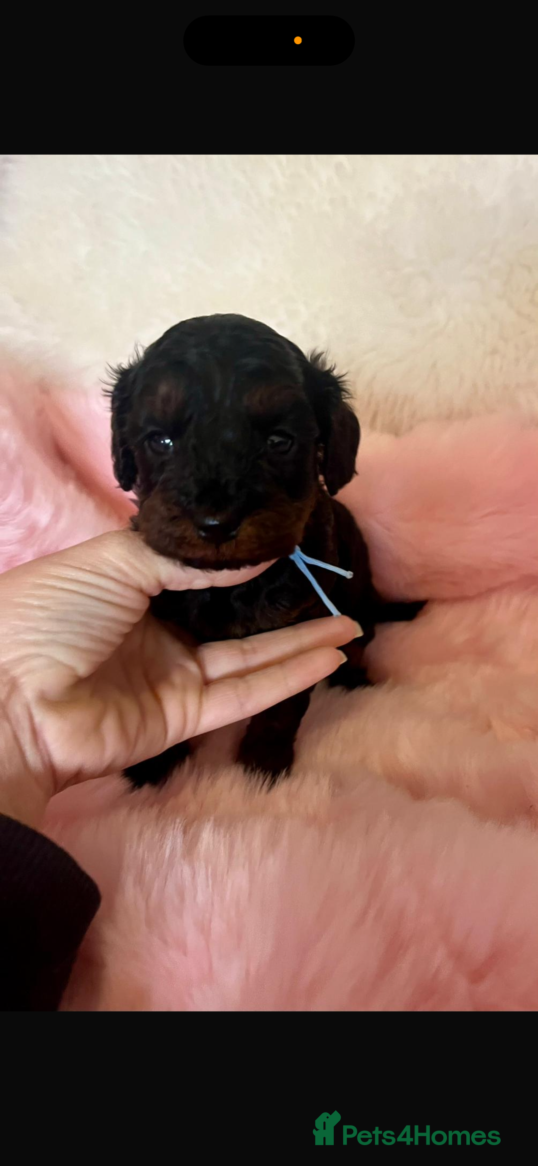 Cavapoo dogs for sale: Top quality F1b toy cavapoos  - Image 18