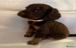 Cocker Spaniel dogs for sale: 4 cocker spaniel pups for sale  - Image 9