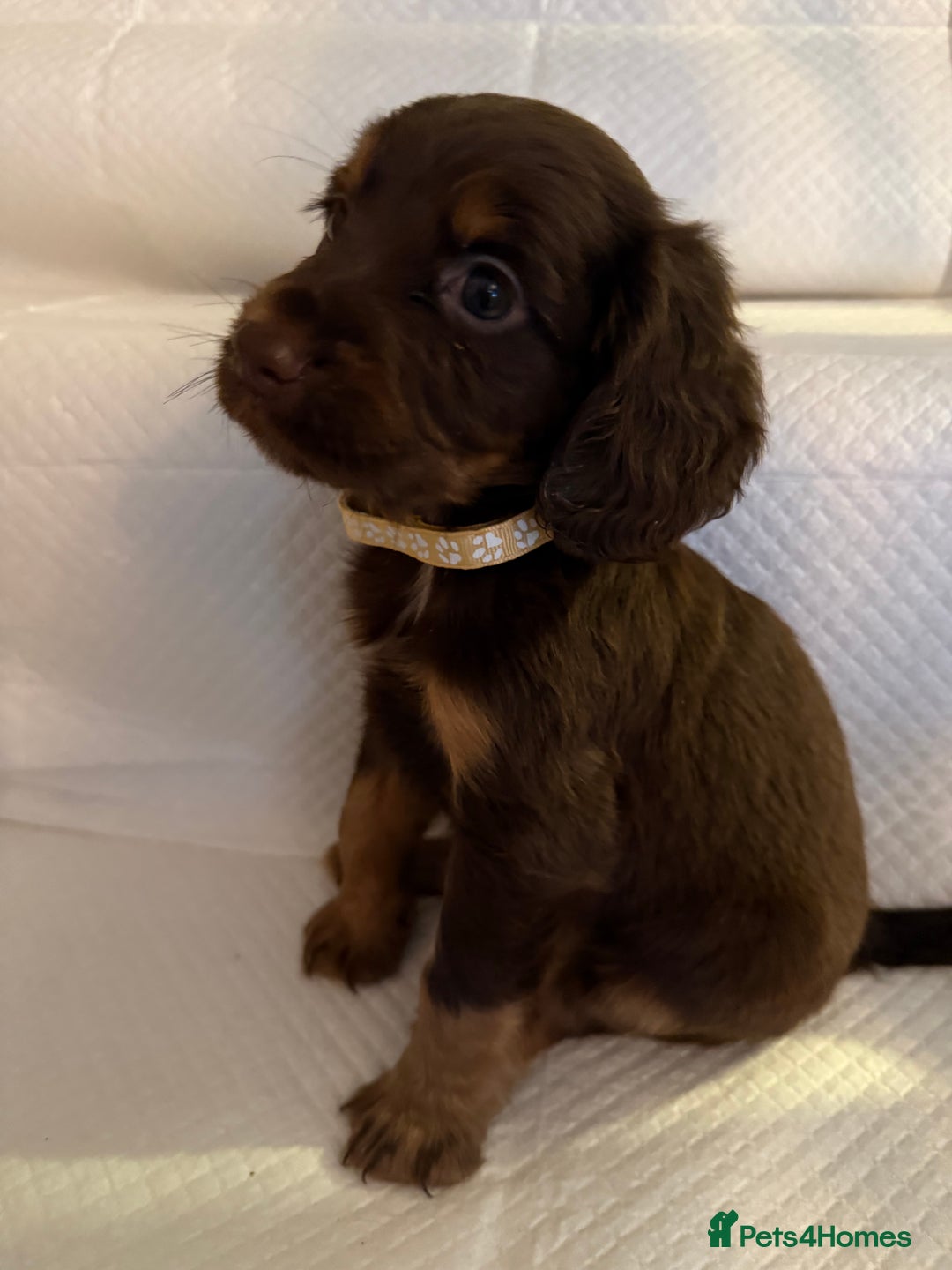 Cocker Spaniel dogs for sale: 4 cocker spaniel pups for sale  - Image 9