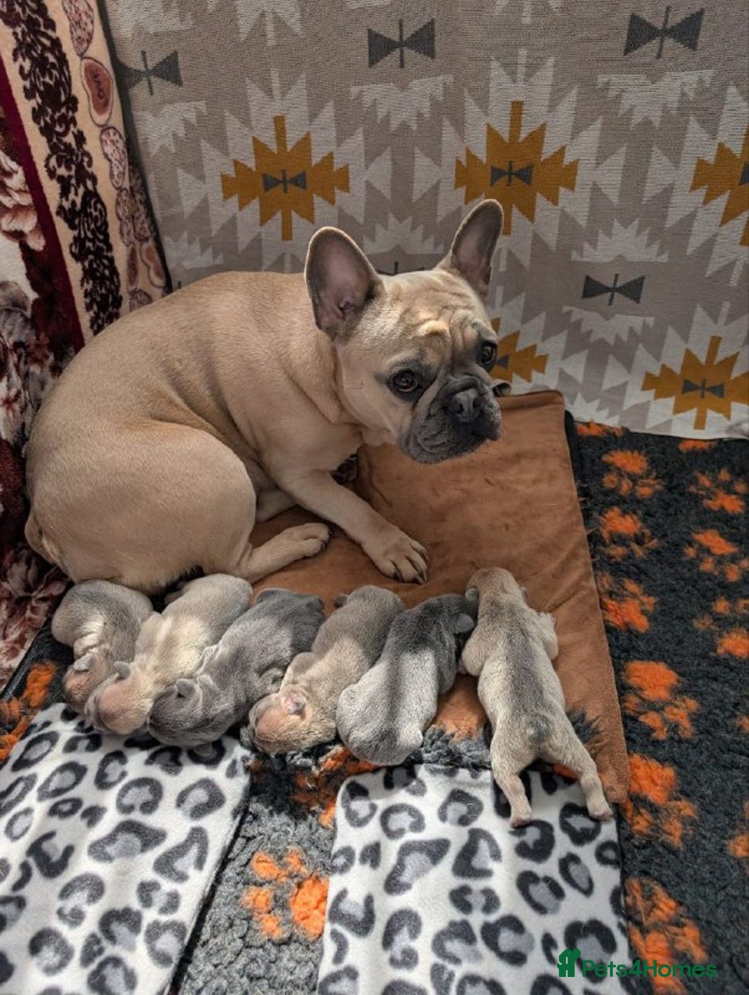 French Bulldog dogs for sale: Beautiful French Bulldog Babies - Advert 10