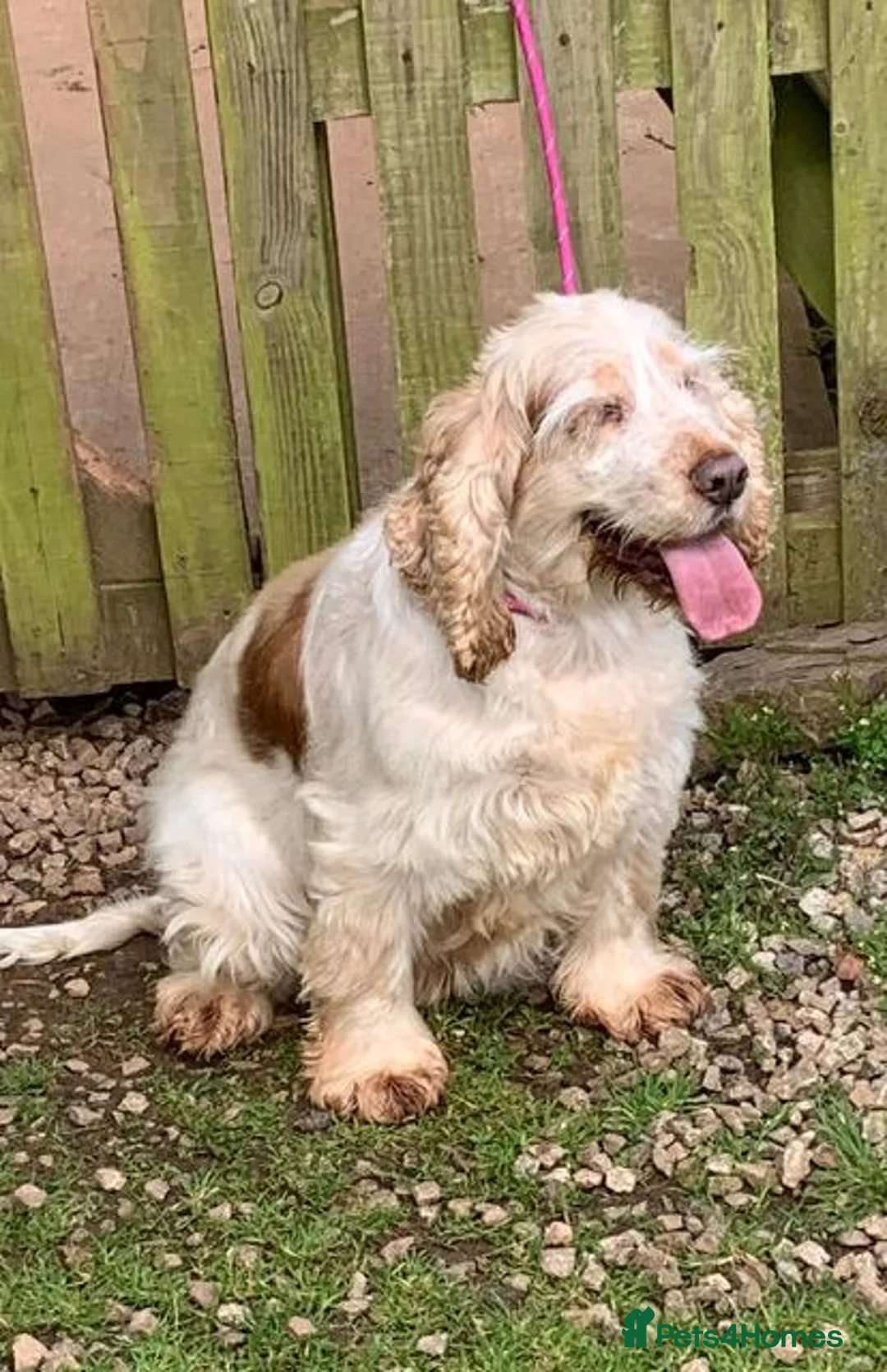 Cocker Spaniel dogs for sale: beautiful adult girl - Advert 2