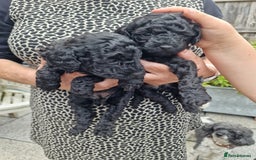 Toy Poodle dogs for sale: Toy poodle puppies  - Image 4