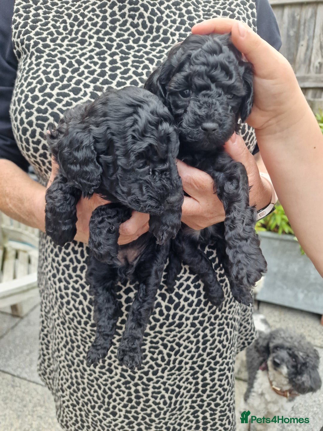 Toy Poodle dogs for sale: Toy poodle puppies  - Image 4