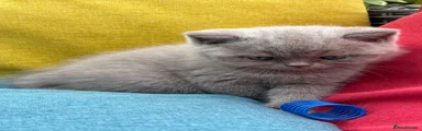 British Shorthair 1