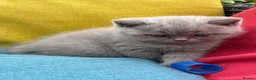 British Shorthair cats for sale: British Shorthair Kittens - GCCF - Advert 23