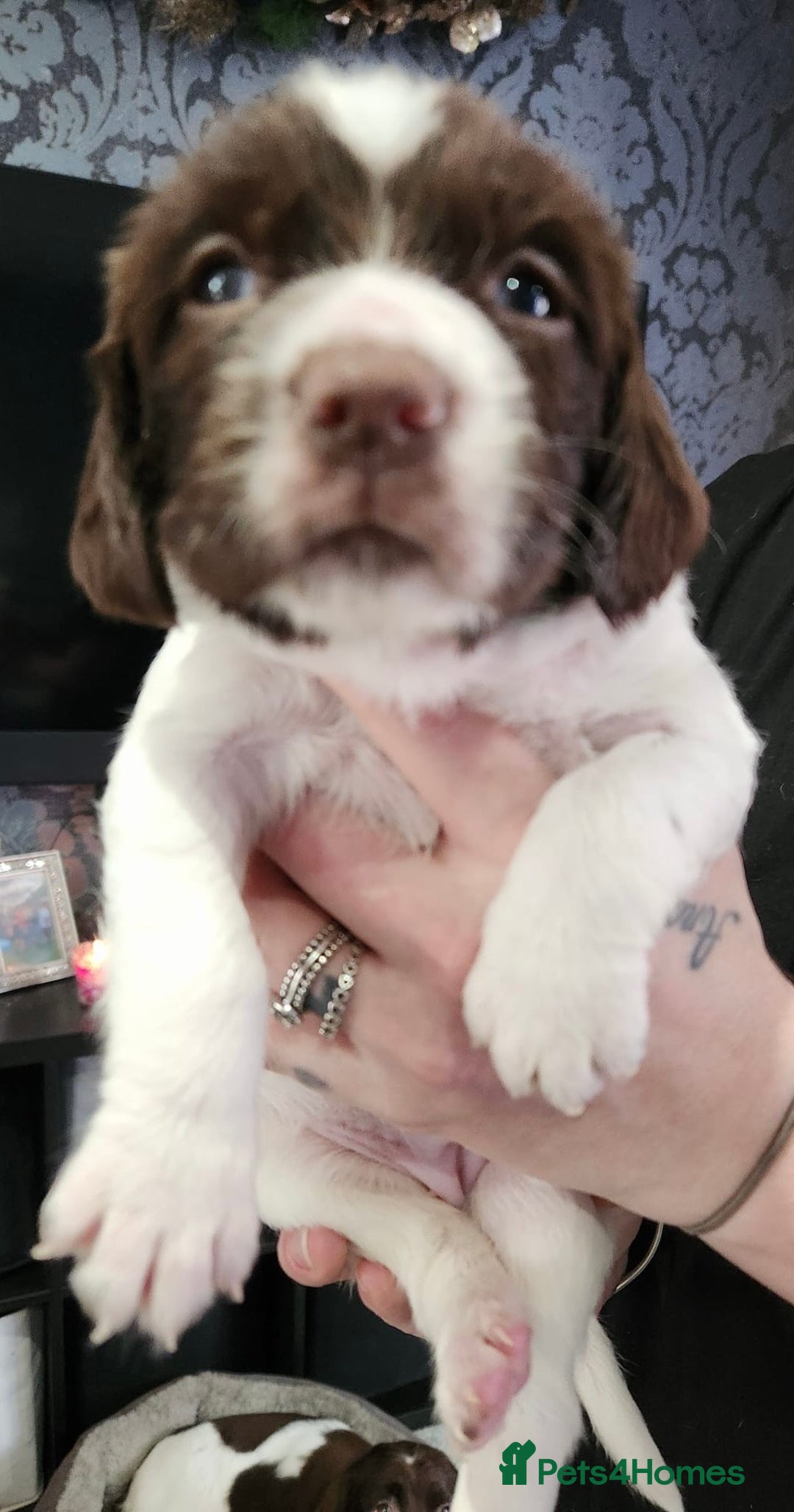 English Springer Spaniel dogs for sale: 9 gorgeous puppies looking for their forever homes - Advert 19