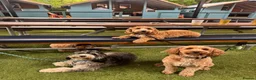 Cockapoo dogs for stud: Handsome F1 miniature cockapoo for stud in Spalding - Advert 12