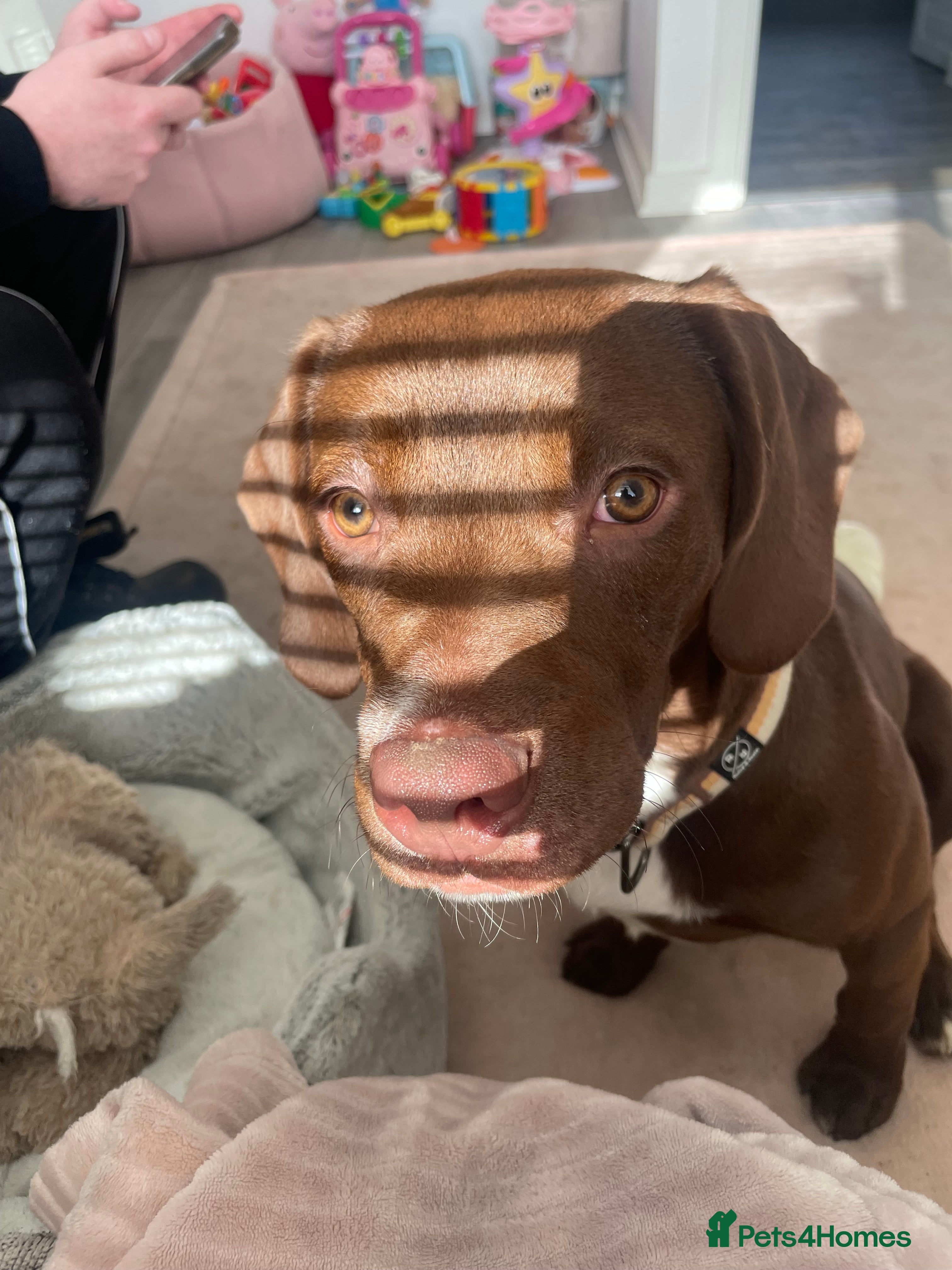 Cockerdor dogs Puppy for sale  - Advert 1