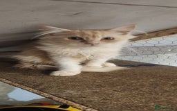 Maine Coon cats for sale: Pure Maine Coon kittens  - Image 8