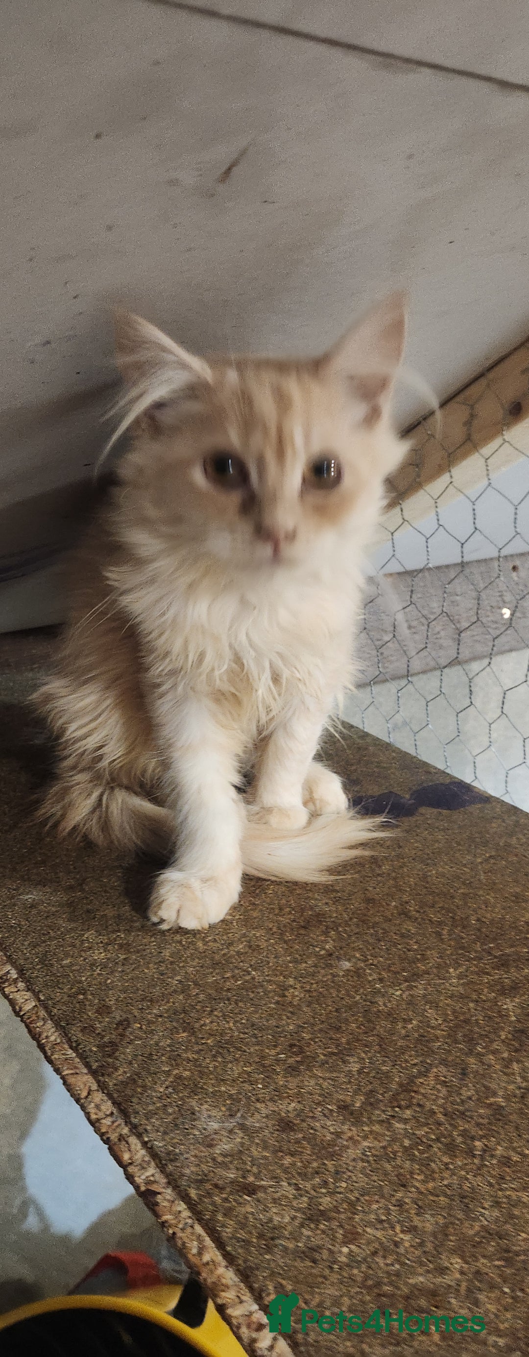 Maine Coon cats for sale: Pure Maine Coon kittens  - Image 8