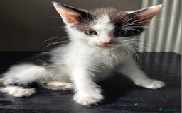 Mixed Breed cats for sale: Beautiful Calico Kittens - Image 10