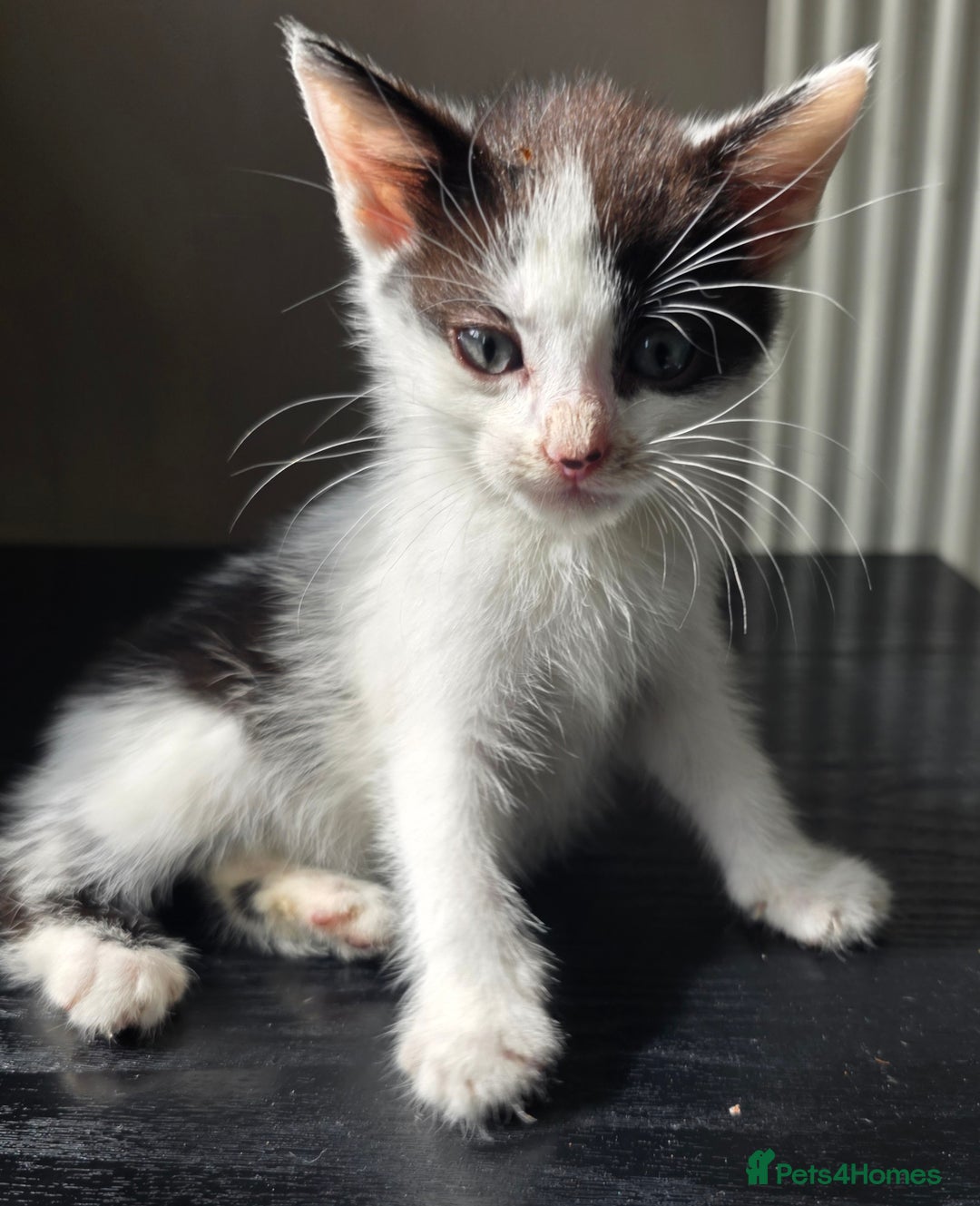 Mixed Breed cats for sale: Beautiful Calico Kittens - Image 10