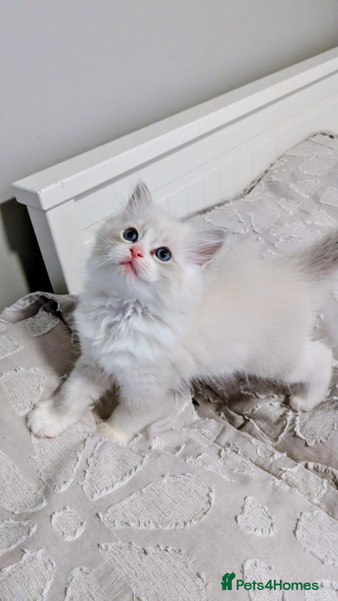 Ragdoll cats TICA Ragdoll Kittens – Blue Bicolour Boys & Girls - Advert 2