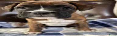 Boxer Puppy 5