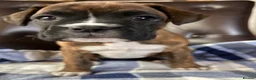 Boxer dogs for sale: 5 Star Licensed Breeder 23 years experience  - Advert 1