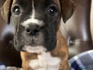 Boxer dogs 5 Star Licensed Breeder 23 years experience - Advert 2