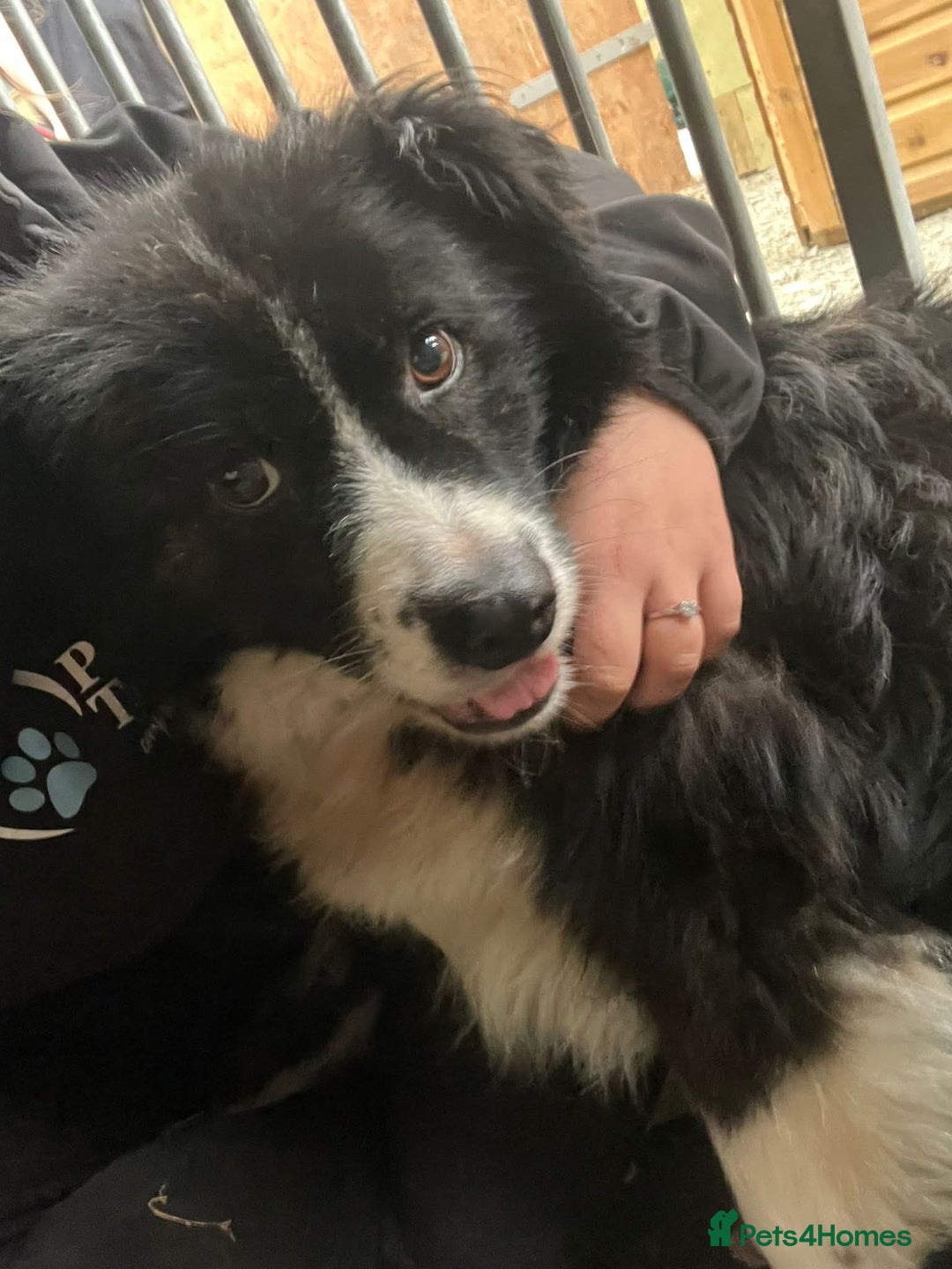 Mixed Breed dogs for adoption: Meet Cassy, currently residing in Essex  - Image 8