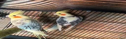 Cockatiels birds for sale: 2 pair cockatiels for sale £200 a pair  - Advert 11