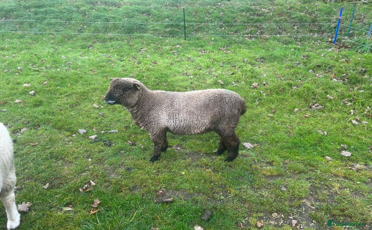 Sheep livestock - Advert 1