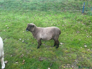 Sheep livestock - Advert 1