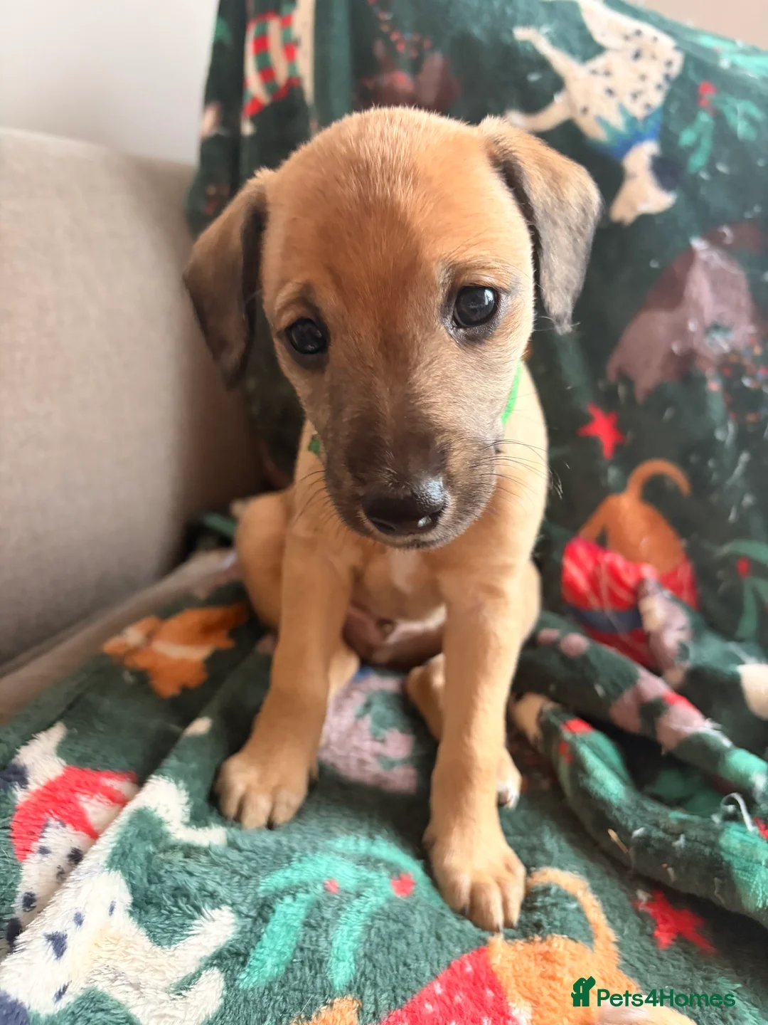 Mixed Breed dogs for sale: Bedlington x Whippet - Advert 3