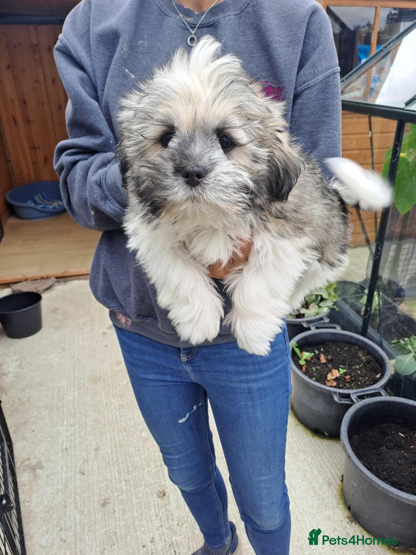 Lhasa Apso dogs Fully vaccinated,  last boy Lhasa Apso - Advert 1