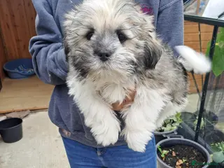 Lhasa Apso dogs Fully vaccinated, last boy Lhasa Apso - Advert 1