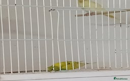 Budgerigars birds for sale: Budgies  - Advert 5