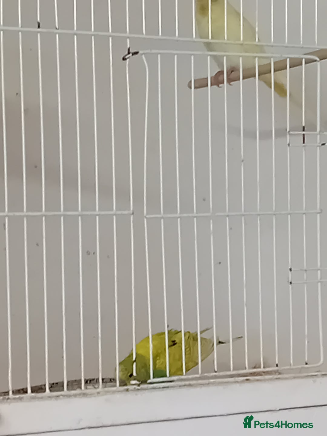 Budgerigars birds for sale: Budgies  - Advert 5