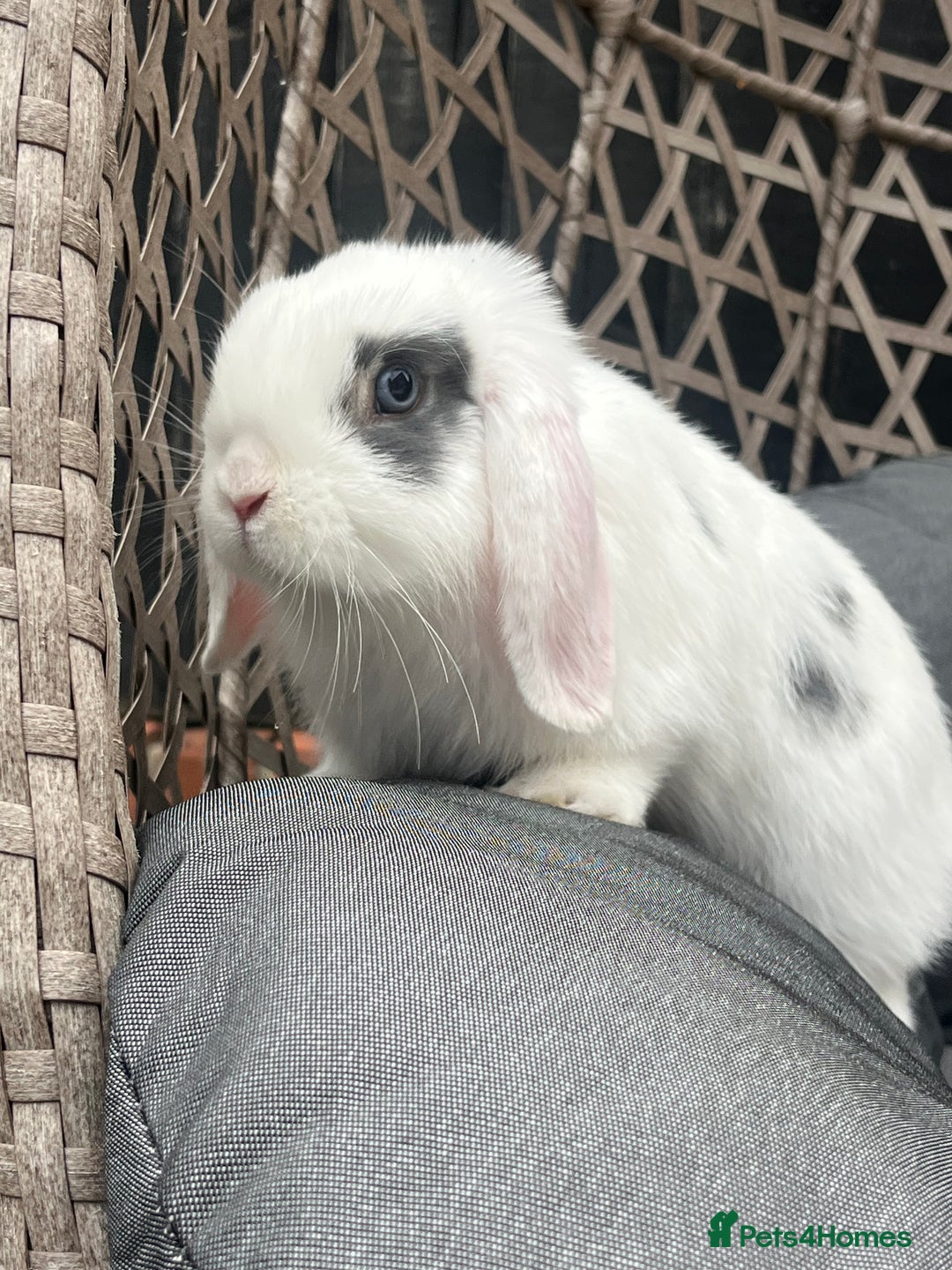 Mini Lop rabbits for sale: Mini lop for for sale - Image 5