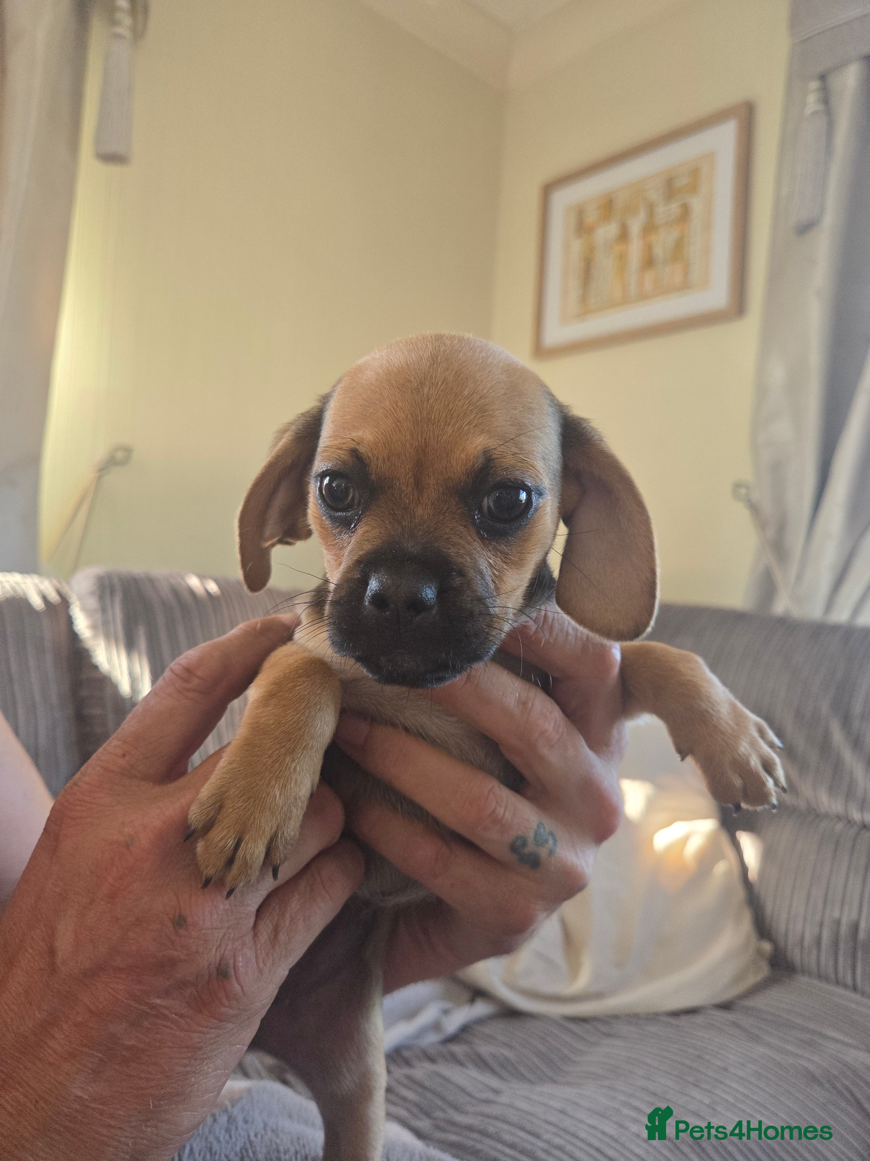Mixed Breed dogs Doxie-pug puppys - Advert 2