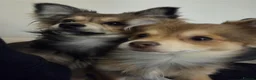 Pomchi dogs for adoption: Pomchi Brothers need forever home - Advert 1