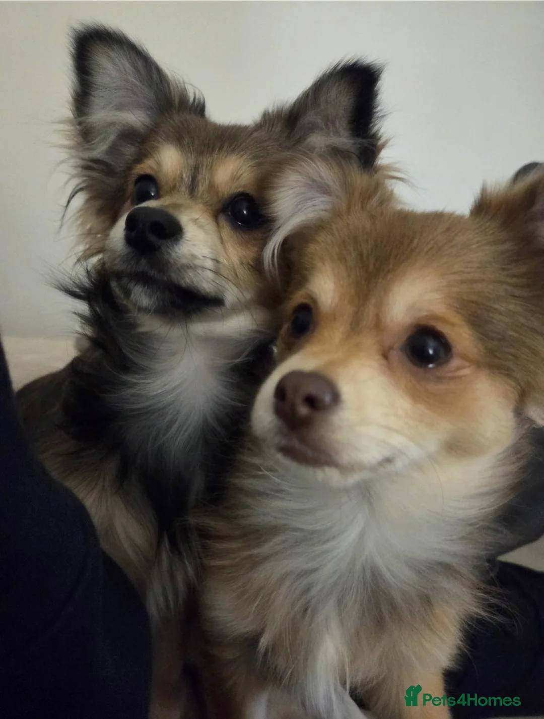 Pomchi dogs for adoption: Pomchi Brothers need forever home - Advert 1